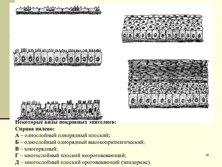 Некоторые виды покровных эпителиев: Справа налево: А – однослойный однорядный плоский;