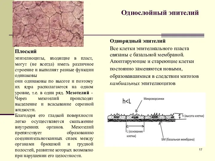 Однослойный эпителий Однорядный эпителий Все клетки эпителиального пласта связаны с базальной