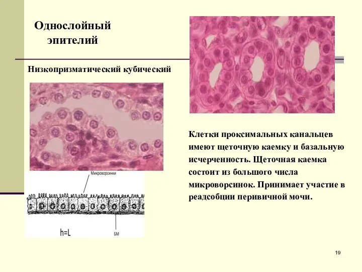 Низкопризматический кубический Однослойный эпителий Клетки проксимальных канальцев имеют щеточную каемку и