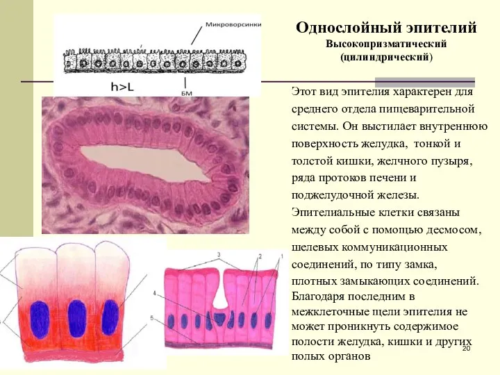 Однослойный эпителий Высокопризматический (цилиндрический) Этот вид эпителия характерен для среднего отдела