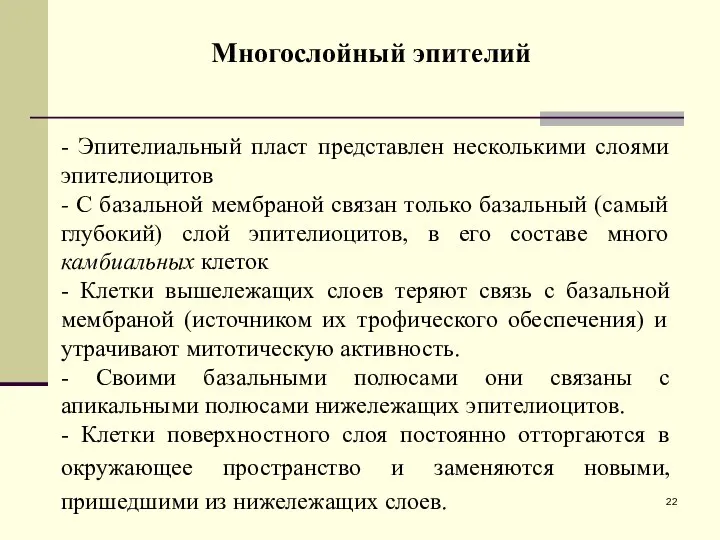 Многослойный эпителий - Эпителиальный пласт представлен несколькими слоями эпителиоцитов - С