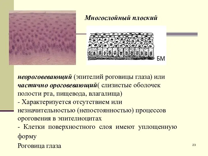 Многослойный плоский неороговевающий (эпителий роговицы глаза) или частично ороговевающий( слизистые оболочек