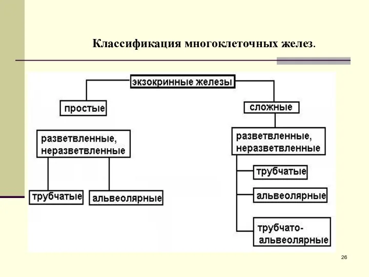 Классификация многоклеточных желез.