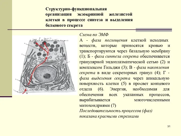 Структурно-функциональная организация экзокринной железистой клетки в процессе синтеза и выделения белкового