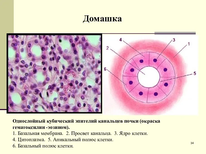 Однослойный кубический эпителий канальцев почки (окраска гематоксилин -эозином). 1. Базальная мембрана.