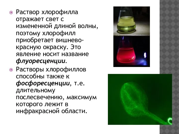 Раствор хлорофилла отражает свет с измененной длиной волны, поэтому хлорофилл приобретает