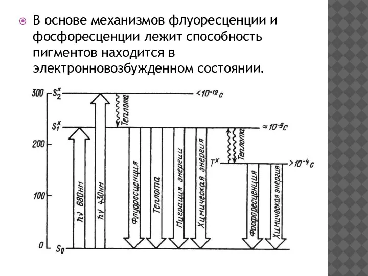 В основе механизмов флуоресценции и фосфоресценции лежит способность пигментов находится в электронновозбужденном состоянии.