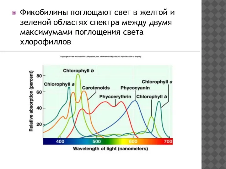 Фикобилины поглощают свет в желтой и зеленой областях спектра между двумя максимумами поглощения света хлорофиллов