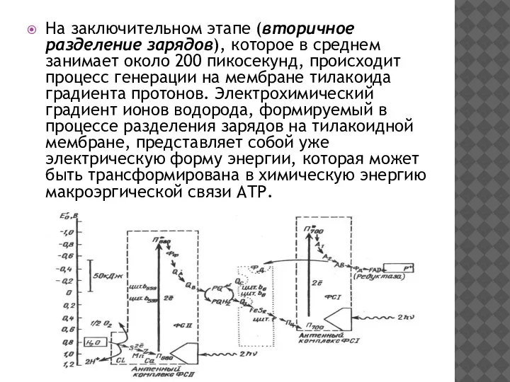 На заключительном этапе (вторичное разделение зарядов), которое в среднем занимает около