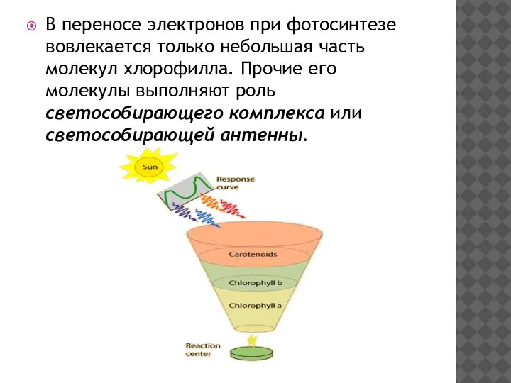 В переносе электронов при фотосинтезе вовлекается только небольшая часть молекул хлорофилла.