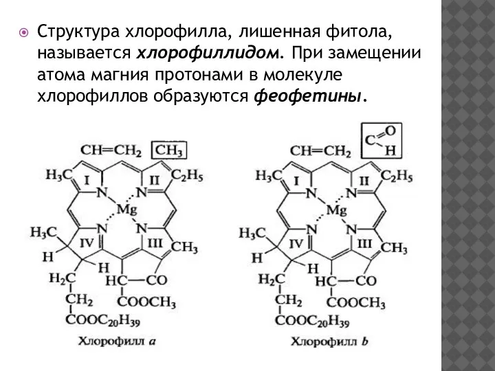 Структура хлорофилла, лишенная фитола, называется хлорофиллидом. При замещении атома магния протонами в молекуле хлорофиллов образуются феофетины.