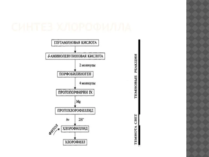 СИНТЕЗ ХЛОРОФИЛЛА
