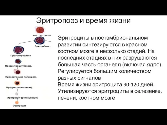 Эритропоэз и время жизни Эритроциты в постэмбриональном развитии синтезируются в красном