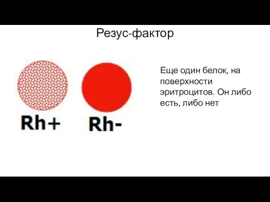 Резус-фактор Еще один белок, на поверхности эритроцитов. Он либо есть, либо нет