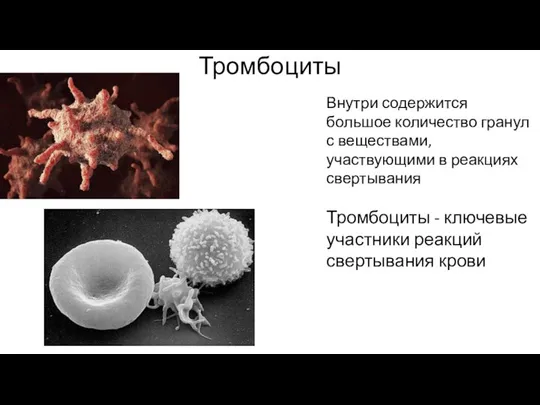 Тромбоциты Внутри содержится большое количество гранул с веществами, участвующими в реакциях