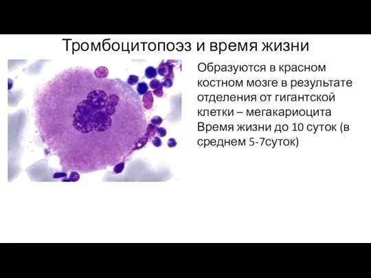 Тромбоцитопоэз и время жизни Образуются в красном костном мозге в результате