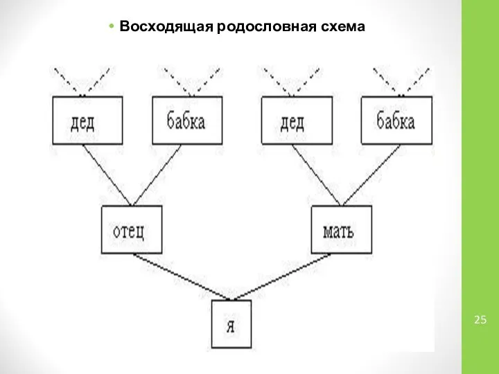 Восходящая родословная схема