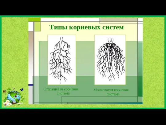 Типы корневых систем