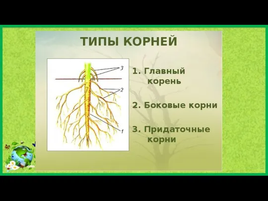 Типы корней.