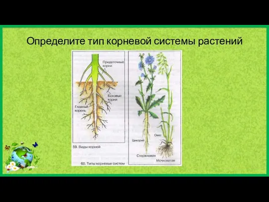 Определите тип корневой системы растений