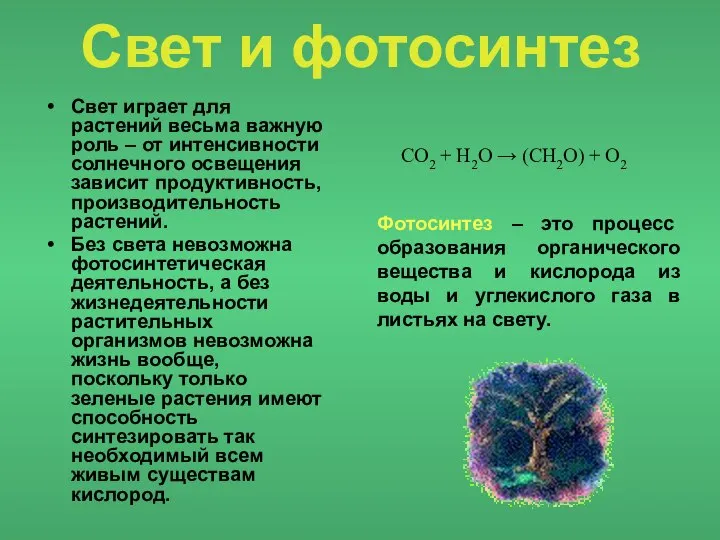 Свет и фотосинтез Свет играет для растений весьма важную роль –