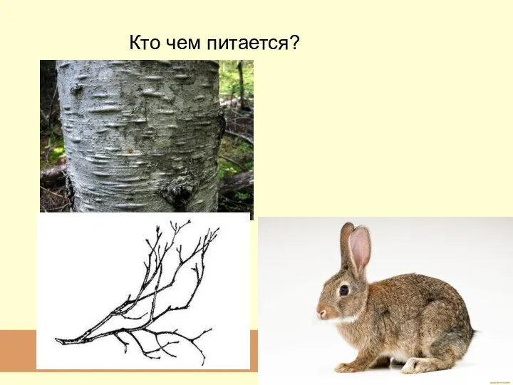 Кто чем питается?