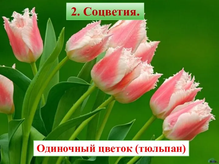 2. Соцветия. Одиночный цветок (тюльпан)