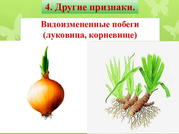 4. Другие признаки. Видоизмененные побеги (луковица, корневище)