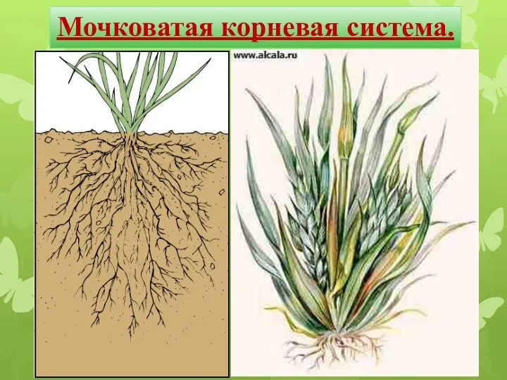 Мочковатая корневая система.