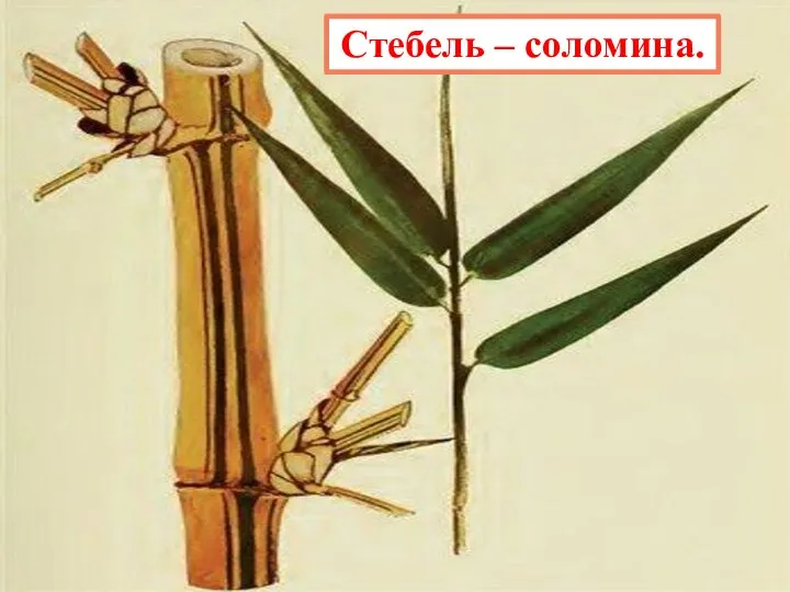 Стебель – соломина.