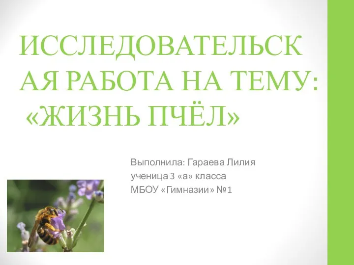 ИССЛЕДОВАТЕЛЬСКАЯ РАБОТА НА ТЕМУ: «ЖИЗНЬ ПЧЁЛ» Выполнила: Гараева Лилия ученица 3 «а» класса МБОУ «Гимназии» №1