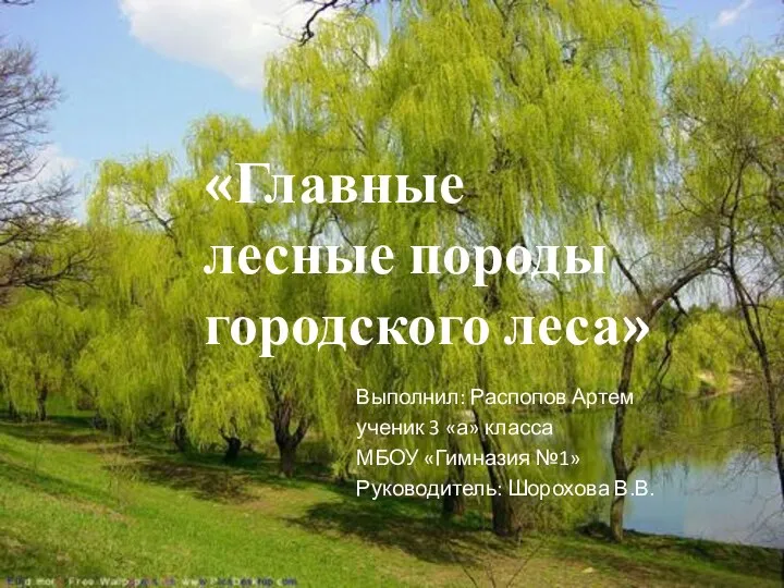 «Главные лесные породы городского леса» Выполнил: Распопов Артем ученик 3 «а»