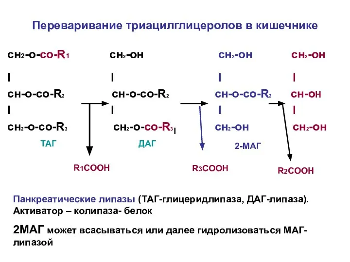 Переваривание триацилглицеролов в кишечнике сн2-о-со-R1 сн2-он сн2-он сн2-он I I I