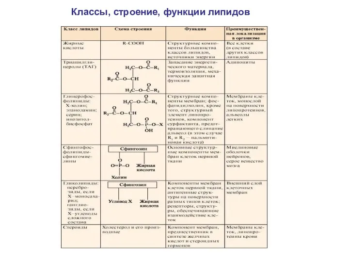 Классы, строение, функции липидов