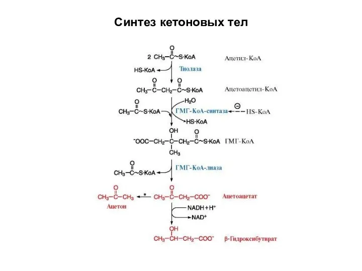 Синтез кетоновых тел