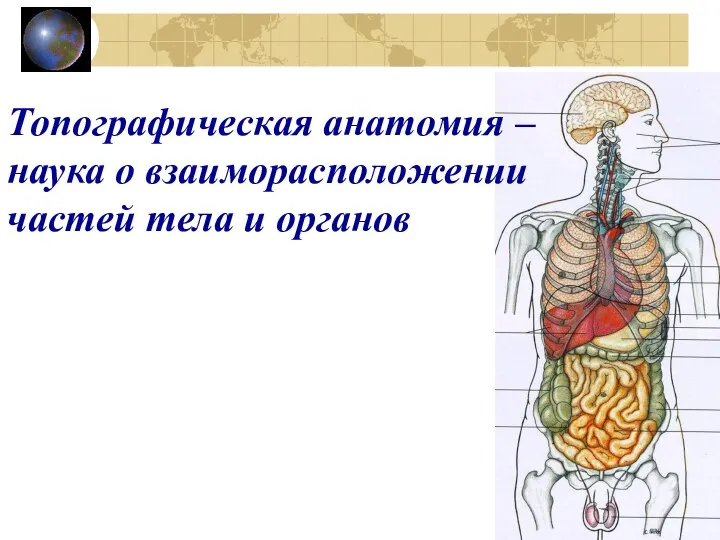 Топографическая анатомия – наука о взаиморасположении частей тела и органов