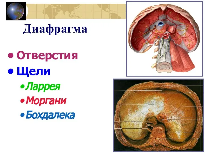 Диафрагма Отверстия Щели Ларрея Моргани Бохдалека