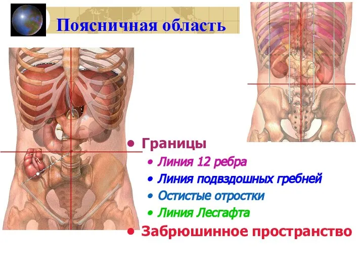 Поясничная область Границы Линия 12 ребра Линия подвздошных гребней Остистые отростки Линия Лесгафта Забрюшинное пространство