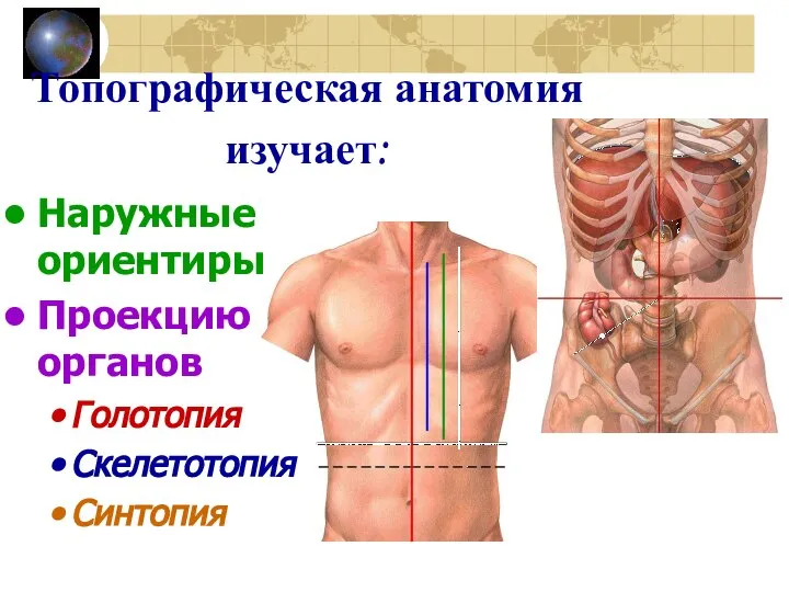 Топографическая анатомия изучает: Наружные ориентиры Проекцию органов Голотопия Скелетотопия Синтопия