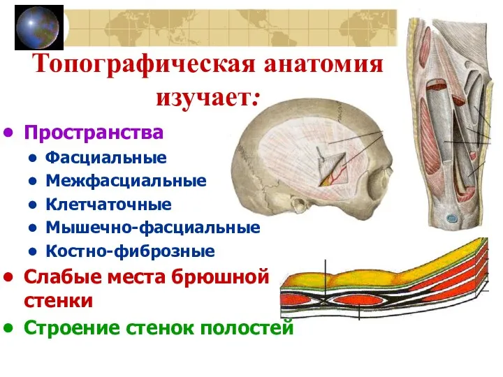 Топографическая анатомия изучает: Пространства Фасциальные Межфасциальные Клетчаточные Мышечно-фасциальные Костно-фиброзные Слабые места брюшной стенки Строение стенок полостей