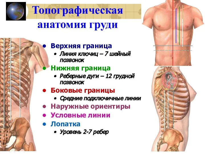 Топографическая анатомия груди Верхняя граница Линия ключиц – 7 шейный позвонок