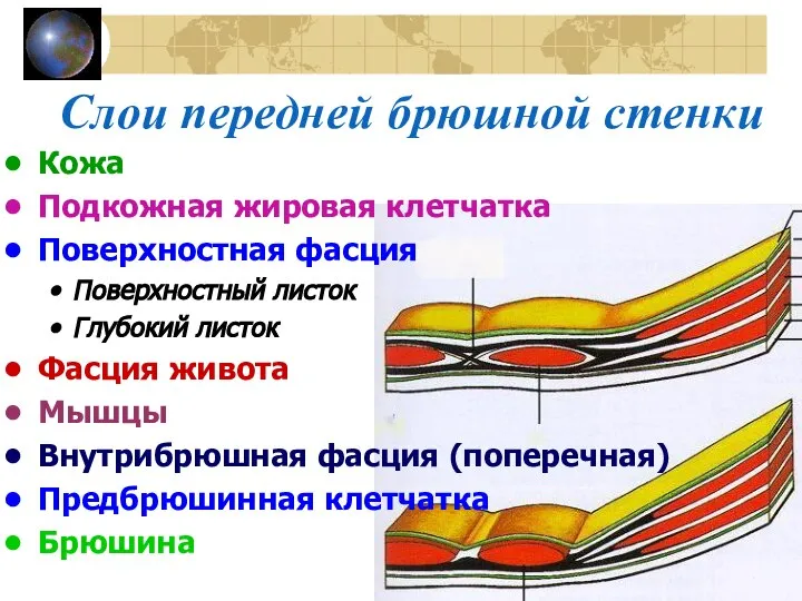 Слои передней брюшной стенки Кожа Подкожная жировая клетчатка Поверхностная фасция Поверхностный