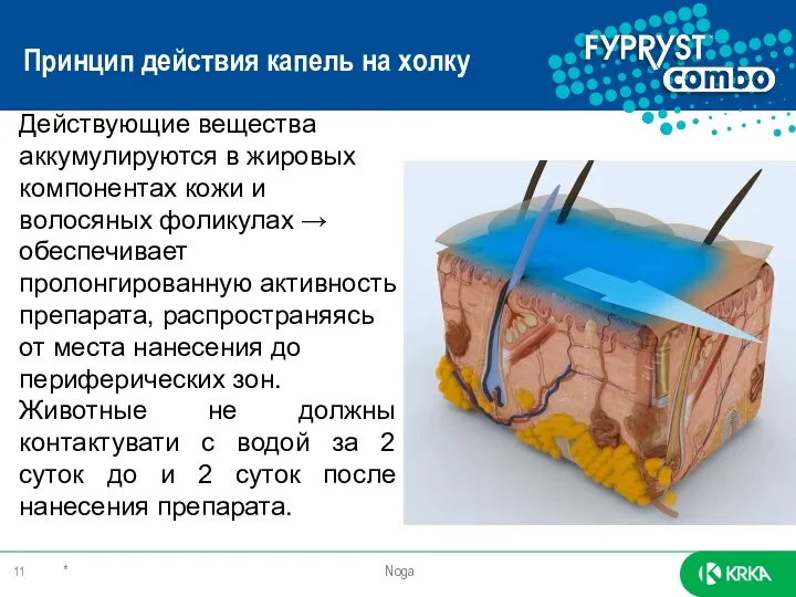 * Noga Действующие вещества аккумулируются в жировых компонентах кожи и волосяных