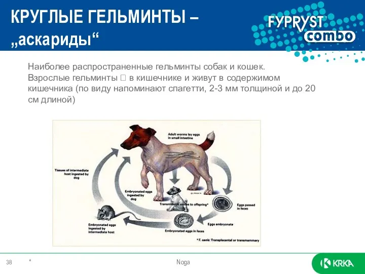 КРУГЛЫЕ ГЕЛЬМИНТЫ – „аскариды“ * Noga Наиболее распространенные гельминты собак и