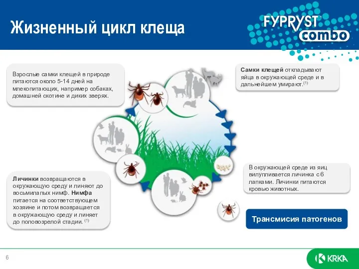 Жизненный цикл клеща Взрослые самки клещей в природе питаются около 5-14