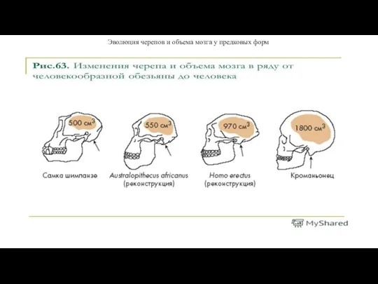 Эволюция черепов и объема мозга у предковых форм