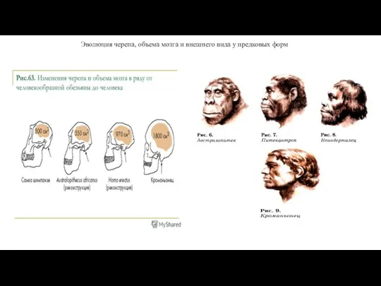 Эволюция черепа, объема мозга и внешнего вида у предковых форм
