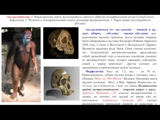 Австралопитеки. 1. Реконструкция самки Australopithecus afarensis (Научно-познавательный музей CosmoCaixa в Барселоне).