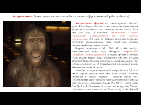 Австралопитеки. Реконструкция внешнего вида Австралопитека афарского (Australopithecus afarensis) Австралопитек афарский (лат.