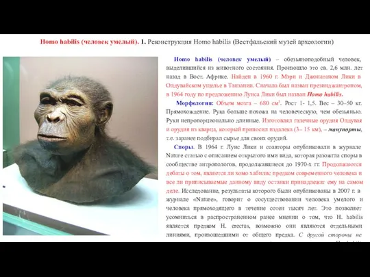 Homo habilis (человек умелый). 1. Реконструкция Homo habilis (Вестфальский музей археологии)